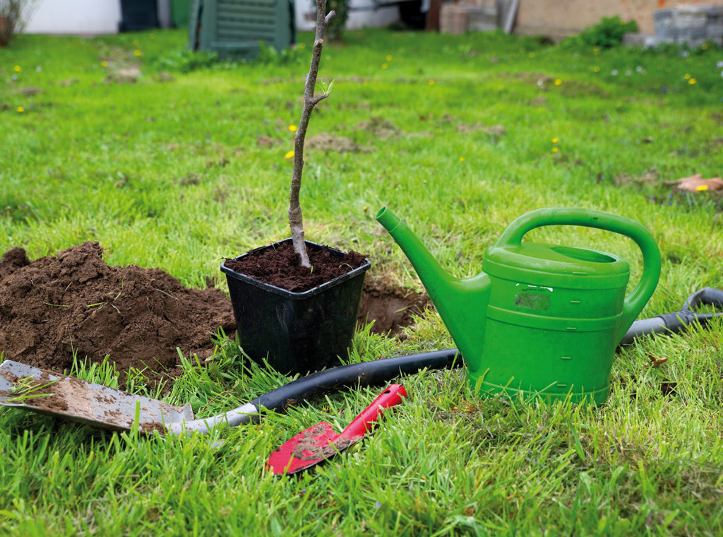 sub plantation arbre